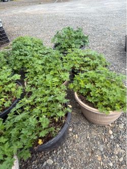 Pink hardy geraniums