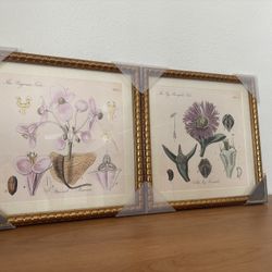 Framed floral Prints