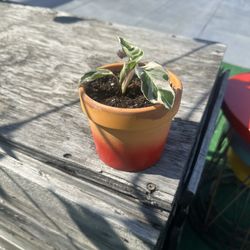 Calathea Plant With Pot