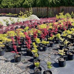 Japanese Maples All Grafted $25 Ea Cash