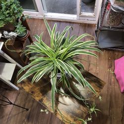 Large Spider Plant 