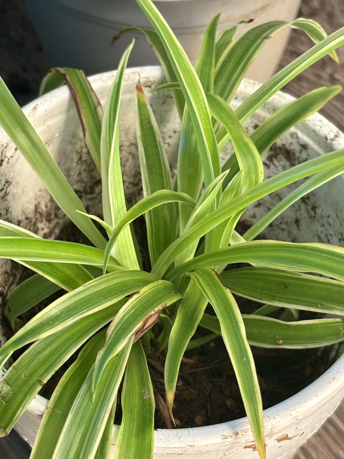 Spider Plants