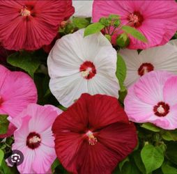 Hibiscus