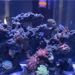 Fish, Shrimp, Corals And More!