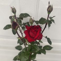 Oklahoma Rose Bush Plant, In 5 Gallóns Pot , Full Sun Plant Pick Up Only