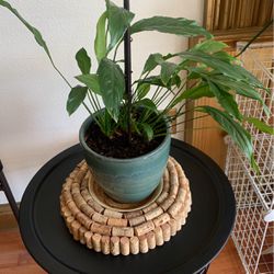 Plant In Ceramic Pot.
