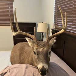 Deer Mount