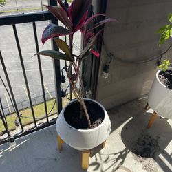 Potted Ti Plant In Planter