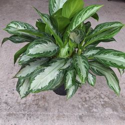 Aglaonema Silver Bay