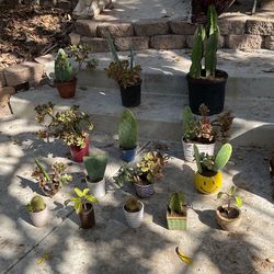 Cactus Plants and miracle leaves of life