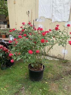 Outdoor rose