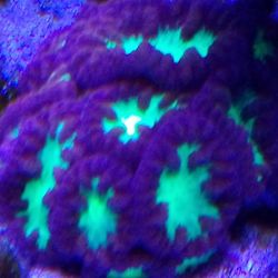 Blastomussa merletti