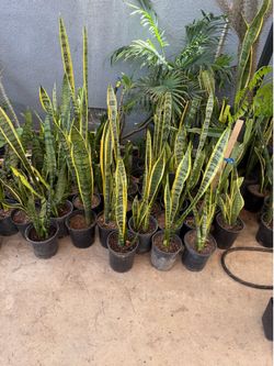 Snake plant