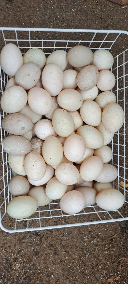 🌟 FARM FRESH 🥚🌟 DUCK 🦆🥚