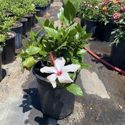 Hibiscus Flower ‘Apple Blossom’ in 5-Gallon Pots 