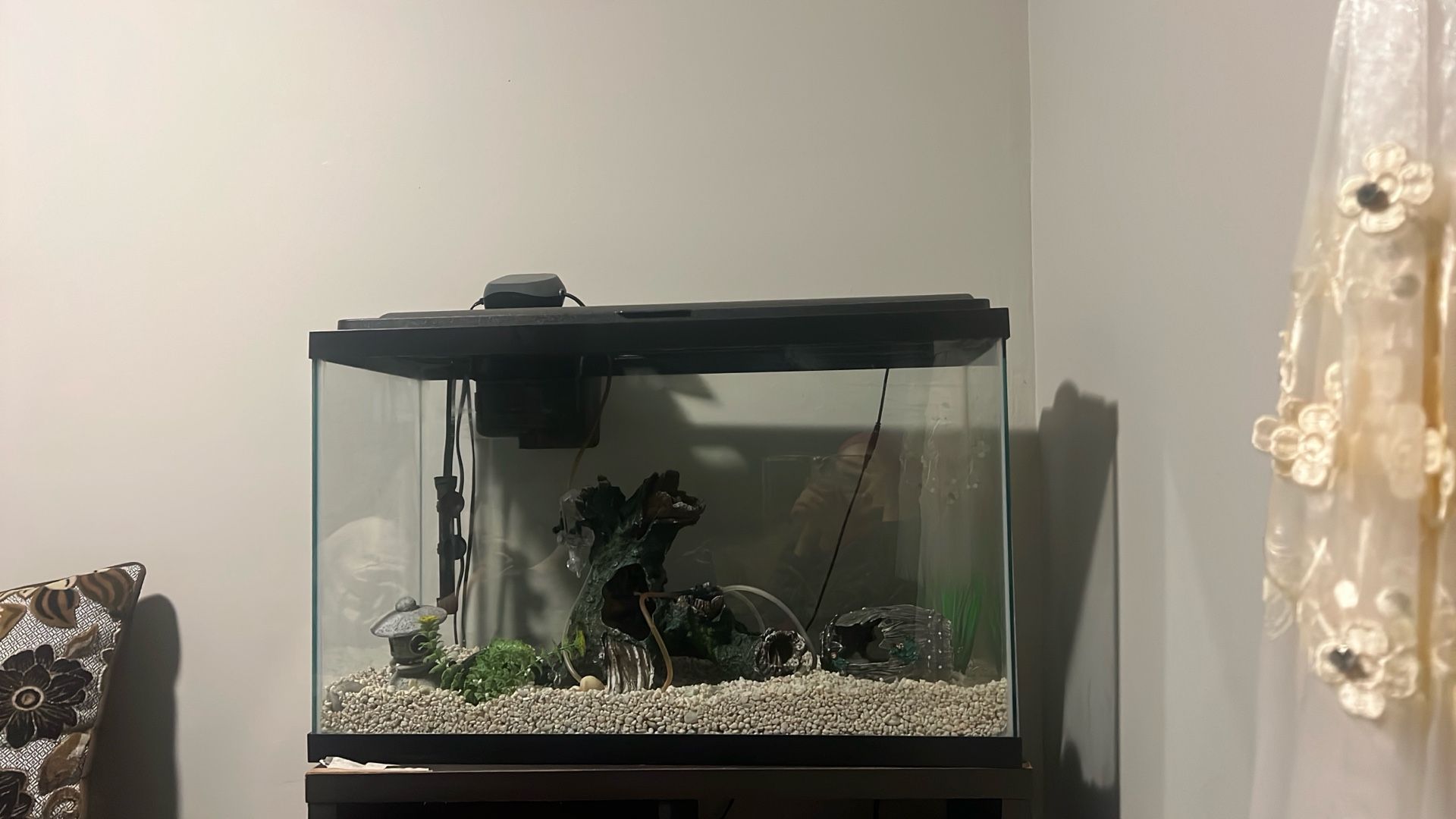 fish tank or aquarium