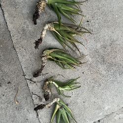 Aloe Vera Plants