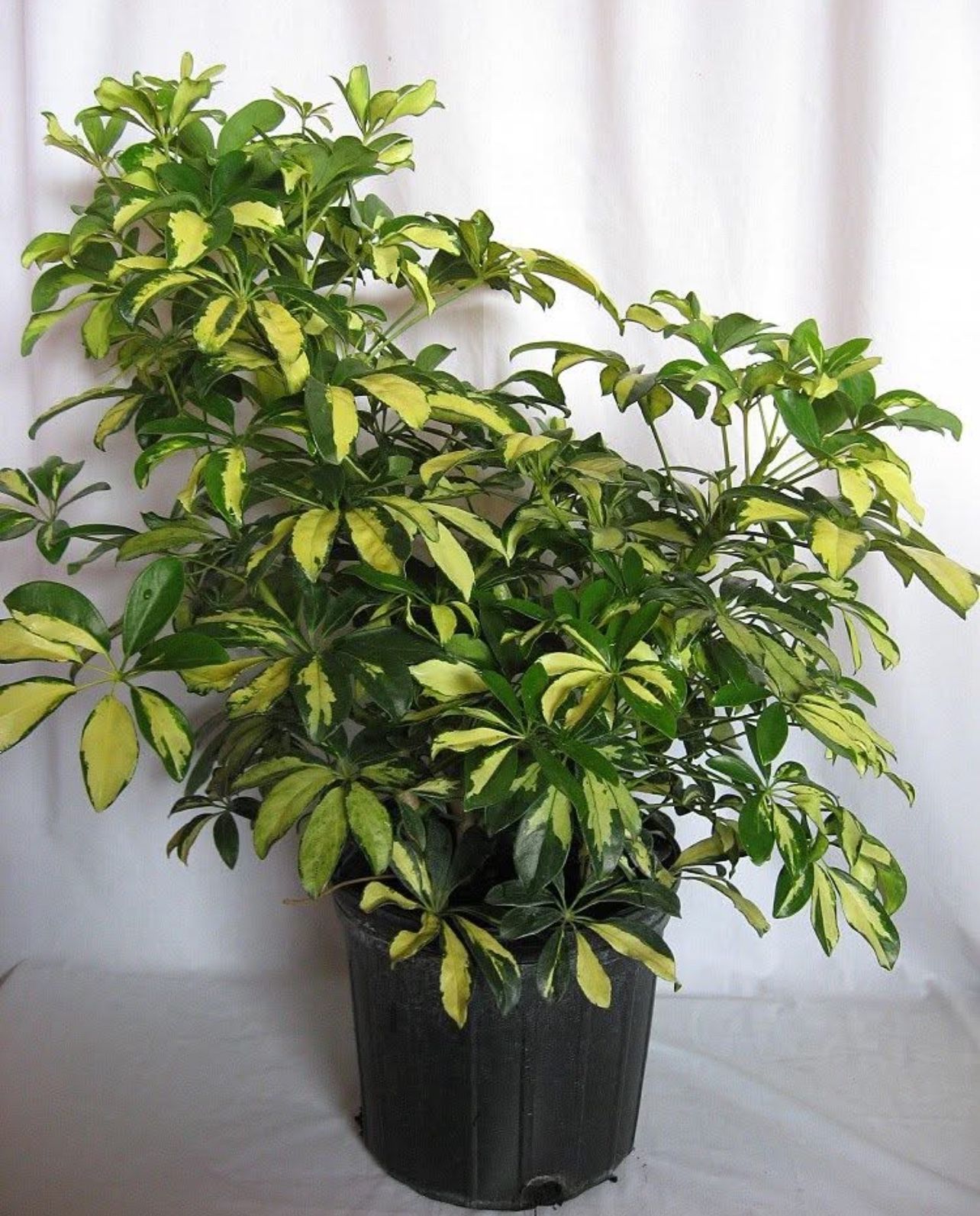 Beautiful Trinette Plant - 3Gl