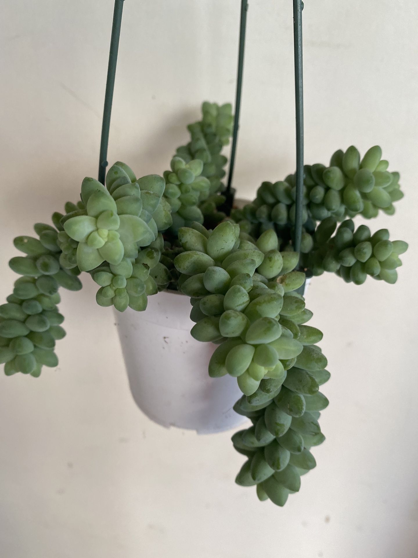 Donkey Tail Small Plant, In 4 Inch Hanging Pot  Pick Up Only