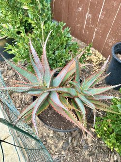 Rare Aloe