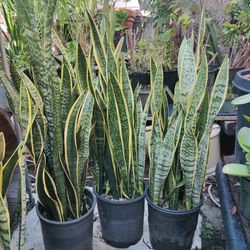 Snake Plants 