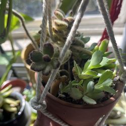 Succulent Arrangement 
