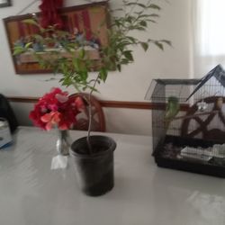Arbol mexicano Kapolin /Mexican cherry tree