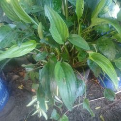 Plant 
