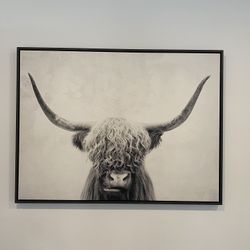 Highland Cow Picture 