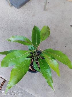 Bonito arbalito de Mango $20 Dlls