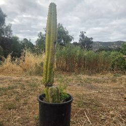 San Pedro Cacuts 2 Feet Tall 