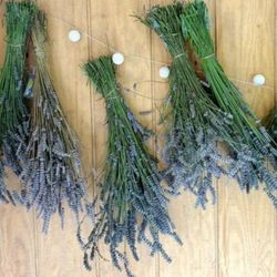 Lavender Bunches Dried 