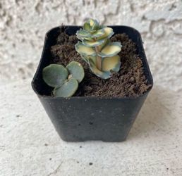 2 Inch Pot Succulent Plant - Sedum Siebold’s Variegated - Hylotelephium Sieboldii - Rooted & Established - Drought Resistant 🪴 Baby & Wedding  Shower