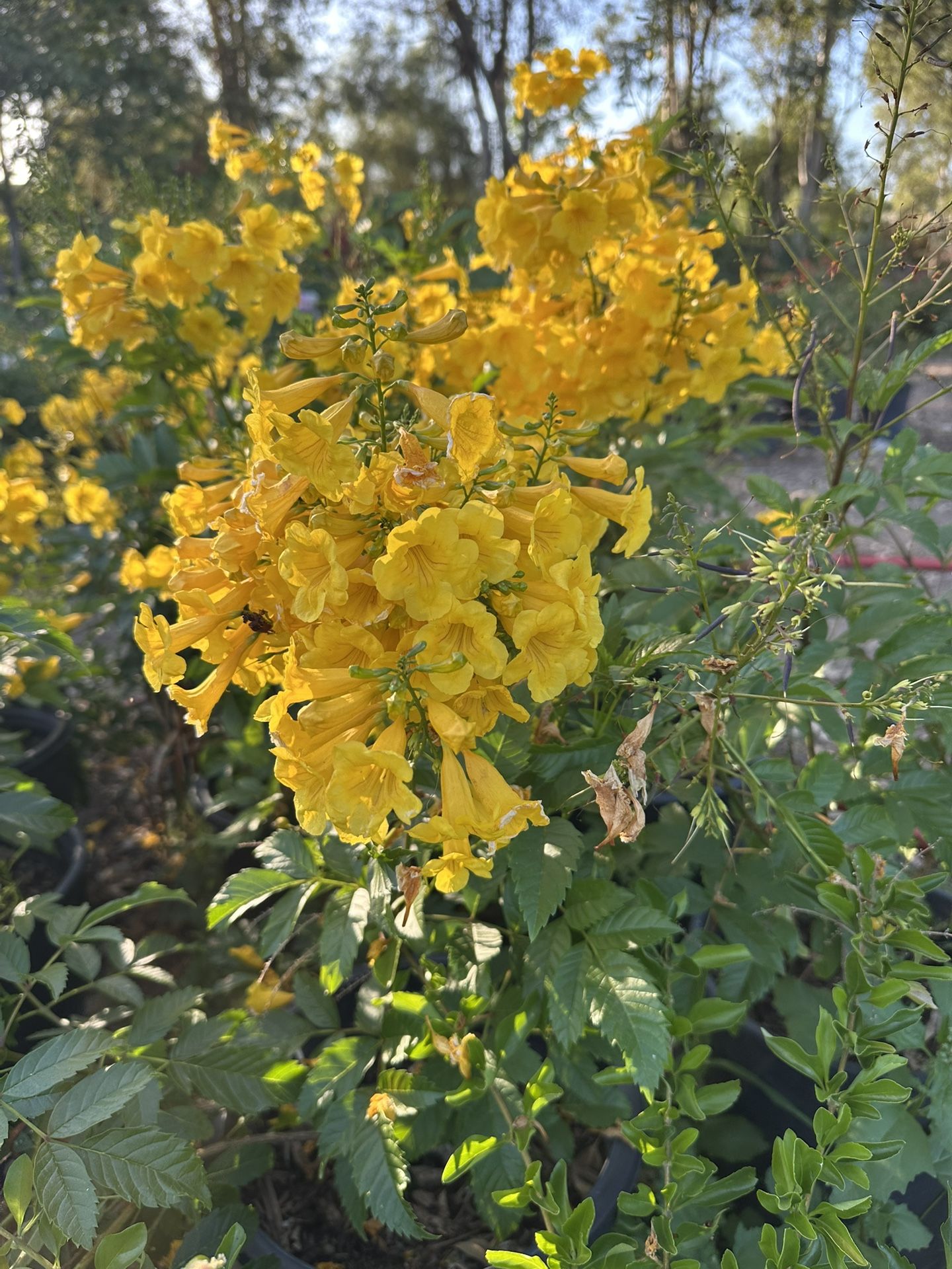 Tecoma Plant, Tronadora