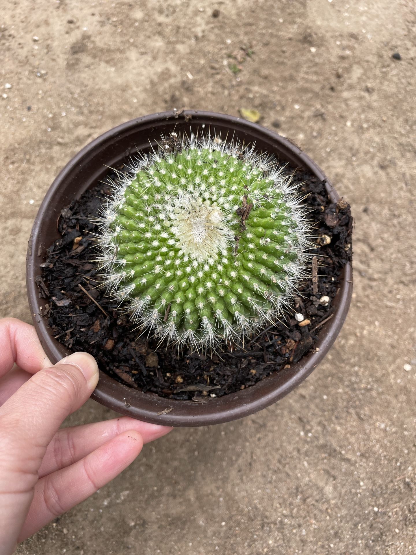 6in Pot Cactus Plant 