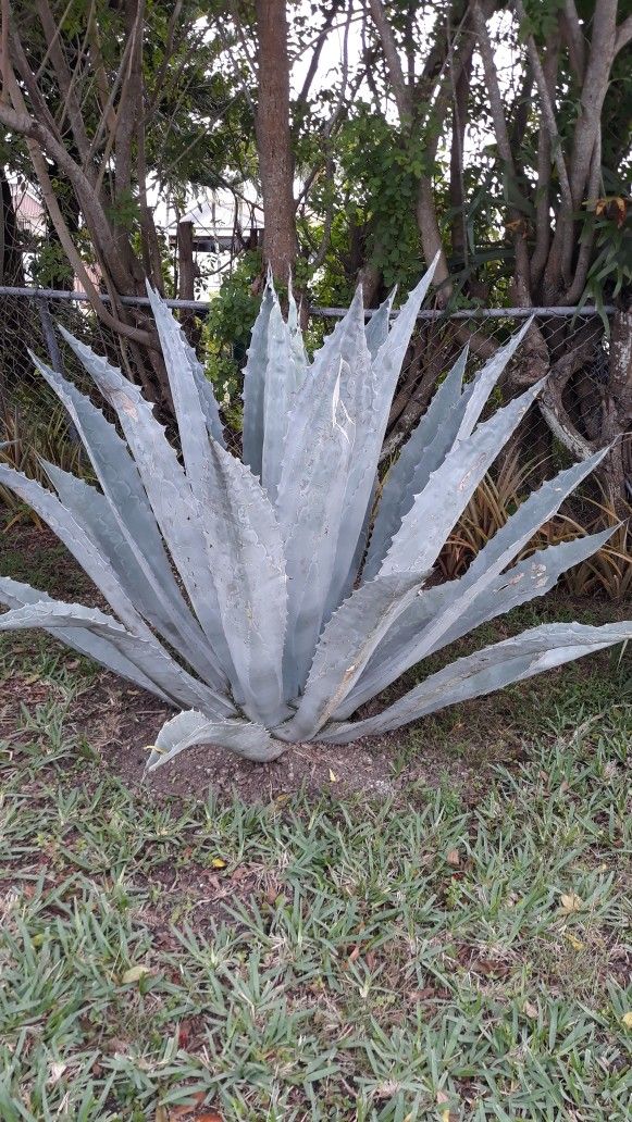 Blue Agave Grande π