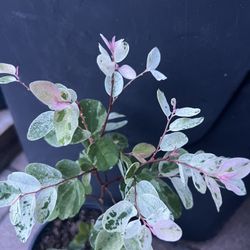 Genus Breynia