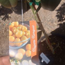 15 Gal Kumquats 