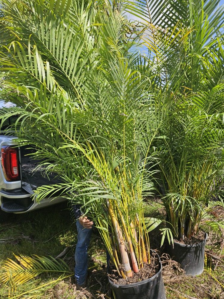arecas over 8 feet tall podocarpus over About 8 feet tall Instant privacy Hedge for fence full green