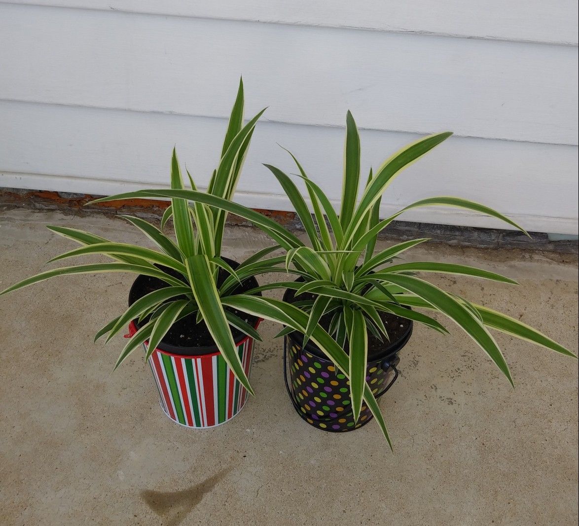 Spider house plants$12 each pot