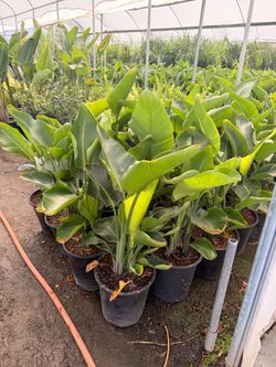 White flower giant birds 5 gal