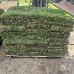 Grass / SOD Marathon 1 