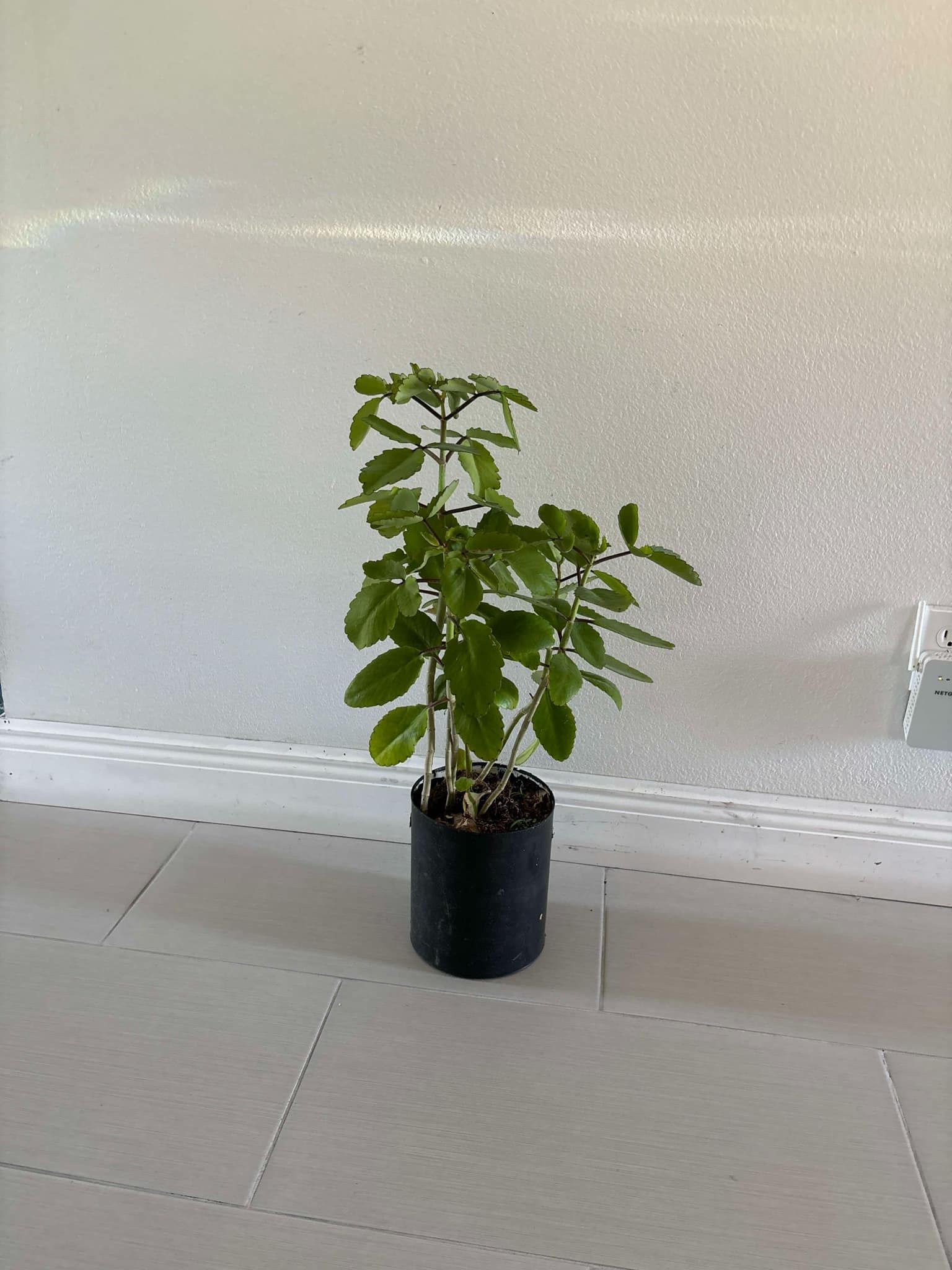 Kalanchoe Plant, Leaf Of Life, Miracle Leaf