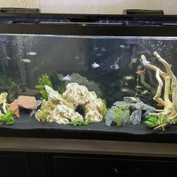 Aquarium (55 gallon)