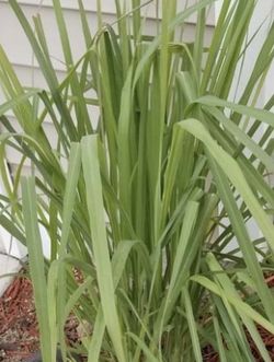 Fresh cut Lemon grass herbs for brewing tea and other purposes.