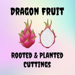 Dragon Fruit Pitaya Rooted And Planted Cuttings Plants Cactus Fruit Trees Plantas 