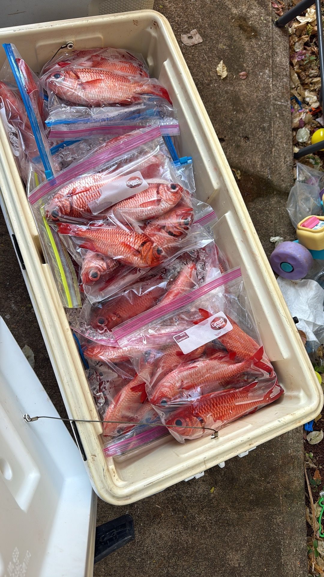 Menpachi For Pick Up