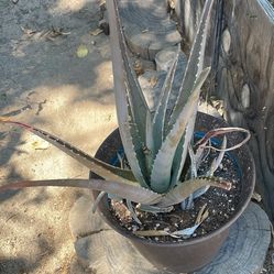 12-15” tall aloe vera in container 