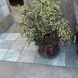 Large Potted Succulents