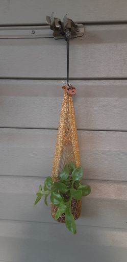 Hanging succulents pink flowers